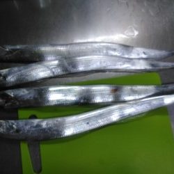 今年も有田へ太刀魚・・